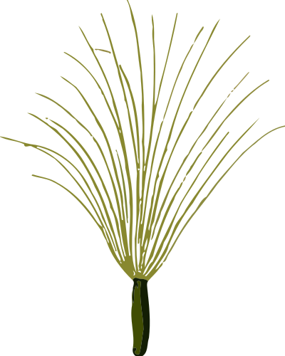Coltsfoot seed (low resolution) clipart