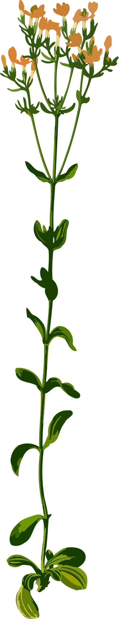Common centaury (big, low resolution) clipart