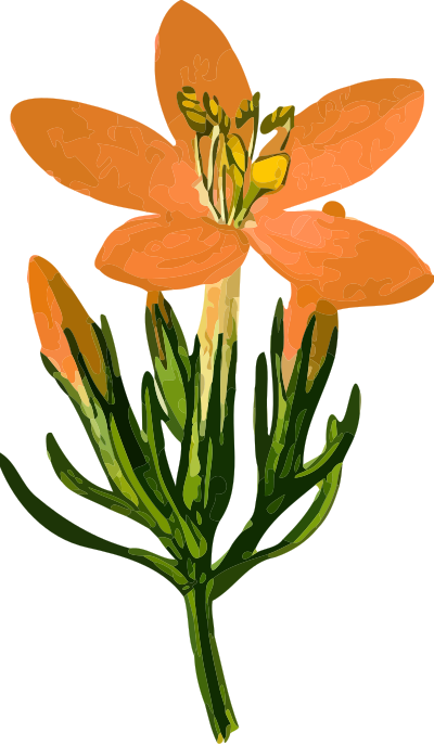 Common centaury flower (detailed) clipart
