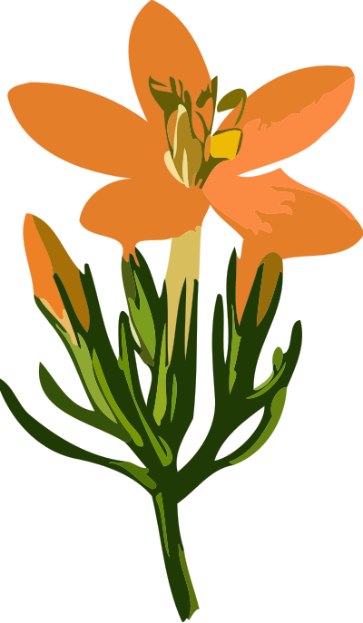 Common centaury flower (low resolution) clipart