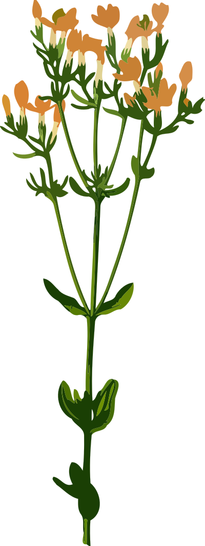 Common centaury (low resolution) clipart