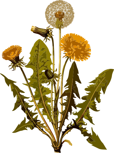 Common dandelion (low resolution) clipart