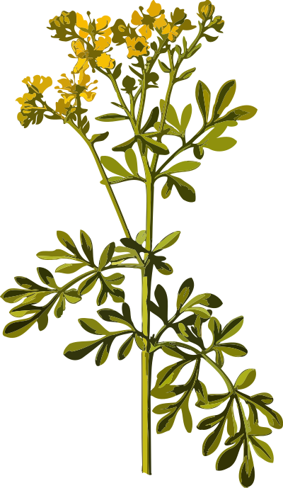 Common rue (low resolution) clipart
