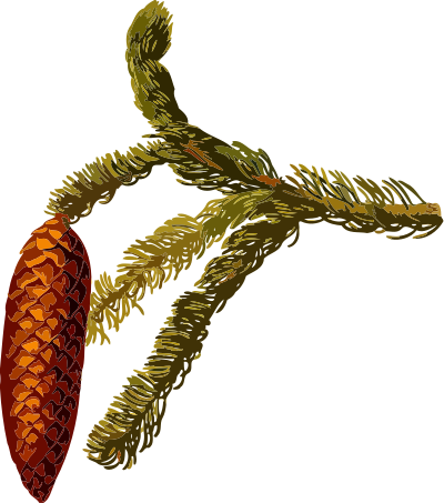 Common spruce (low resolution) clipart