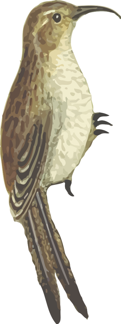 Common treecreeper (isolated) clipart