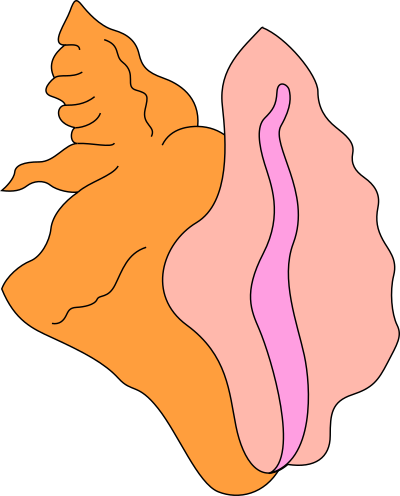 Conch clipart