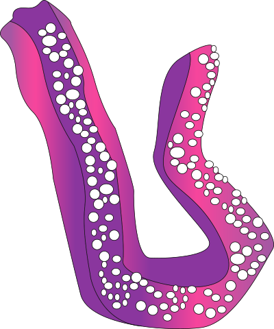 Concombre de mer clipart