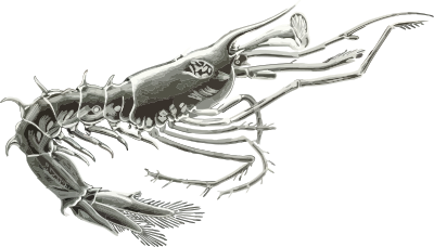 Crustacean lava clipart