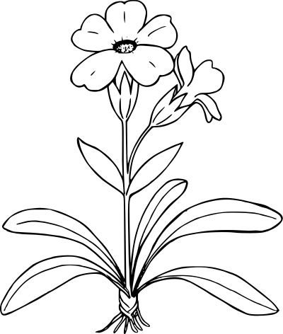 Cusick's primrose clipart
