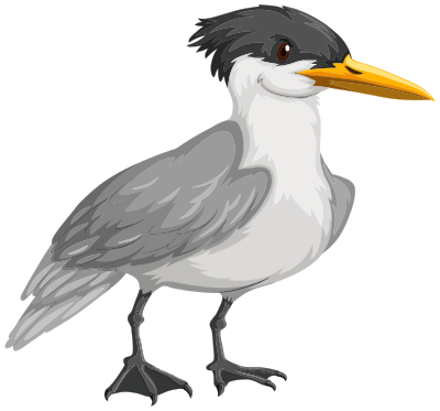 Cute Tern clipart
