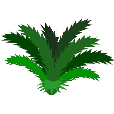 Cycas clipart