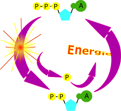 cycle ATP clipart