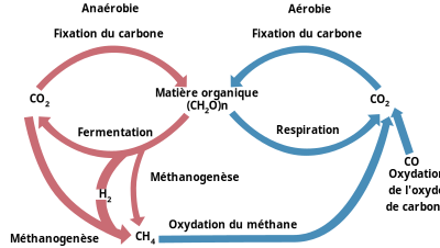 Cycle biologic of carbon clipart