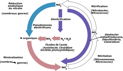 Cycle de l'azote clipart