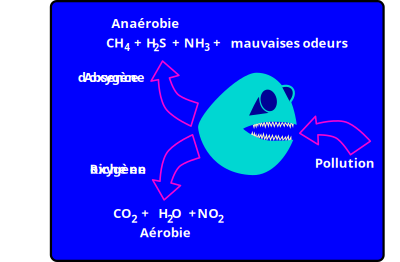 Dégradation aérobie/anaerobie clipart