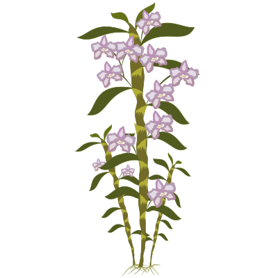 Dendrobium clipart