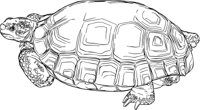 Desert tortoise clipart