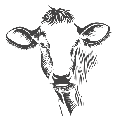 Detailed Cow Line Art clipart