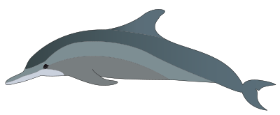 Dolphin clipart