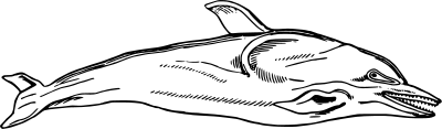 Dolphin clipart