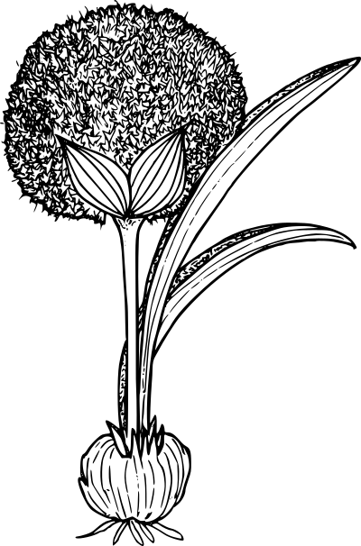 Douglas onion clipart