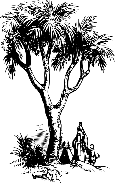 Doum palm clipart