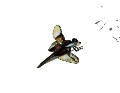 Dragonfly clipart
