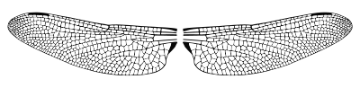 Dragonfly Wings clipart