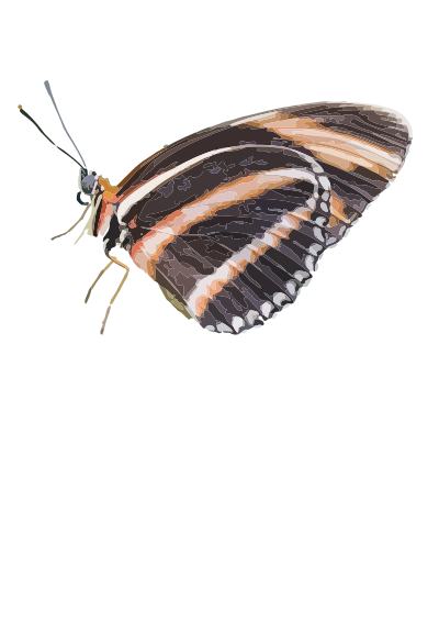 Dryadula phaetusa clipart