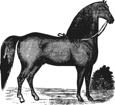 Elegant Horse clipart