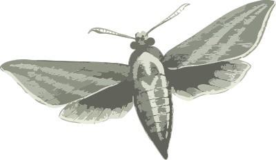 Elephant hawk moth (greyscale) clipart