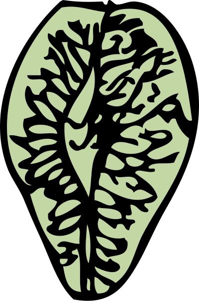 Elm seed clipart
