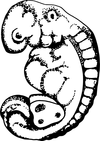 Embryo clipart