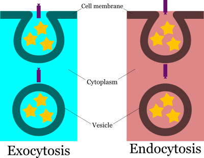 Endocytosis Exocytosis clipart