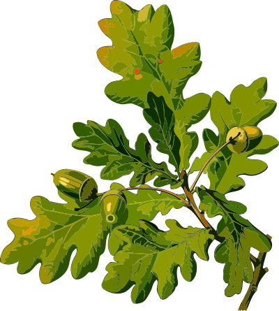 English oak (low resolution) clipart