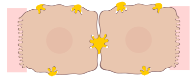 Epatocyte-cell clipart