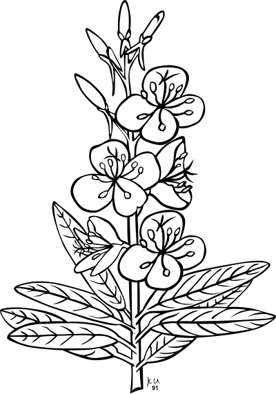 Epilobium Angustifolium clipart
