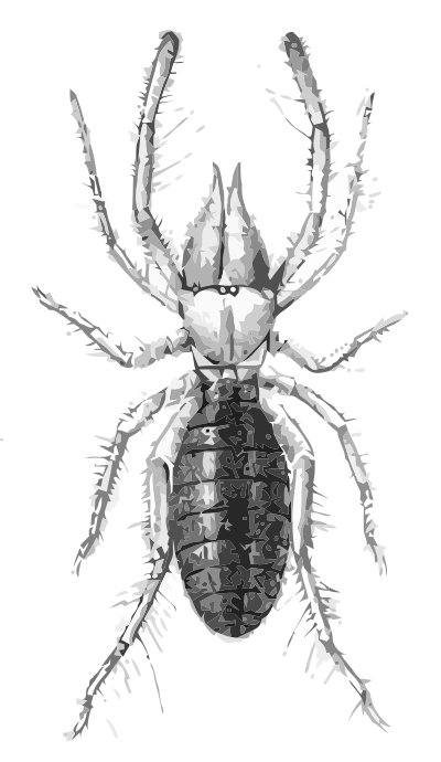Eremobates aztecus clipart