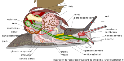 Escargot Anatomie avec descriptions en français - Snail Anatomy with French labels clipart