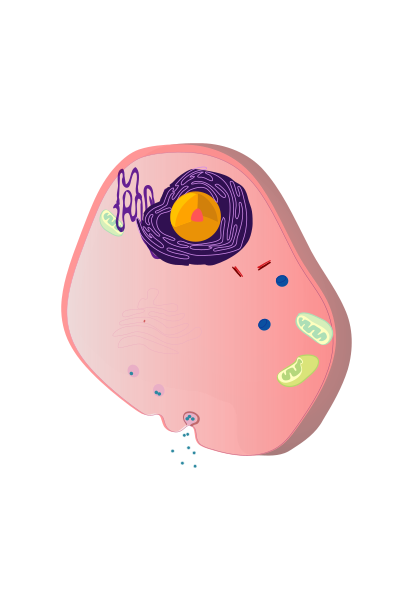 Eukaryotic cell clipart