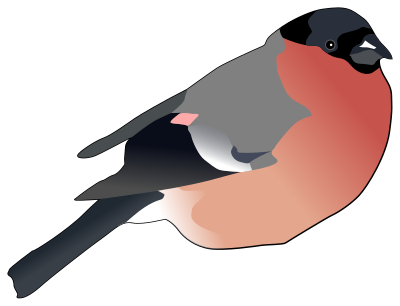 Eurasian Bullfinch clipart