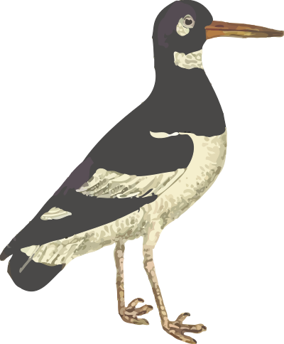 Eurasian oystercatcher (isolated) clipart