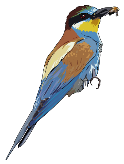 European Bee-eater clipart
