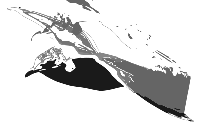 European herring gull clipart