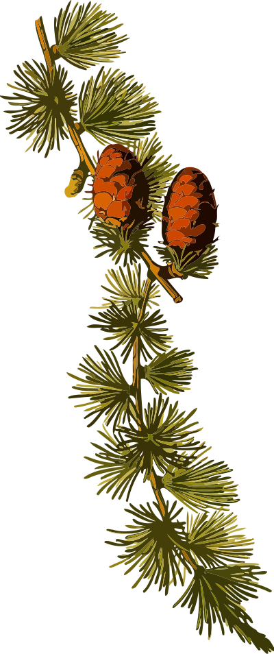 European larch 2 (low resolution) clipart