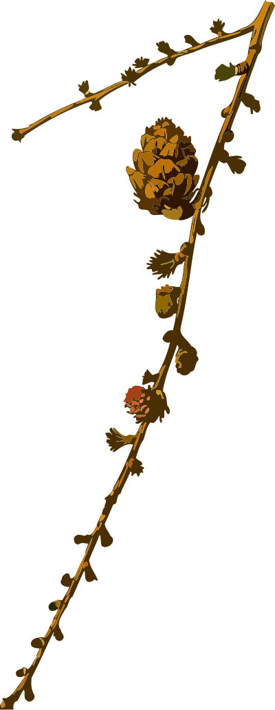 European larch (low resolution) clipart