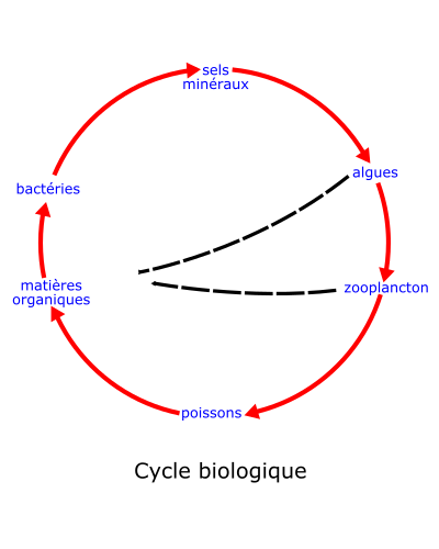 Eutrophisation cycle clipart