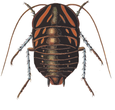 Euzosteria mitchelli clipart