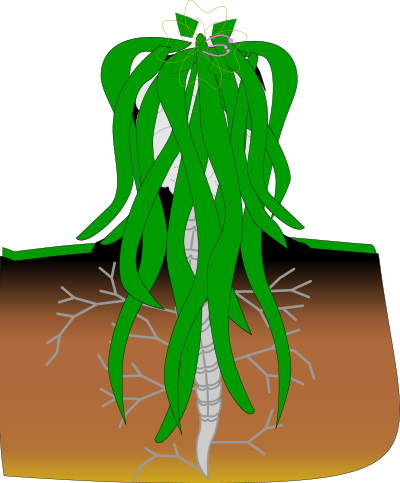 Eva clipart