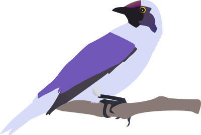 Exotical bird clipart